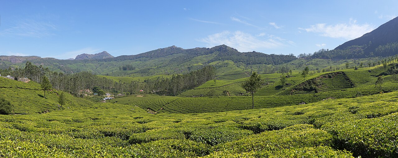 Munnar tea plantations